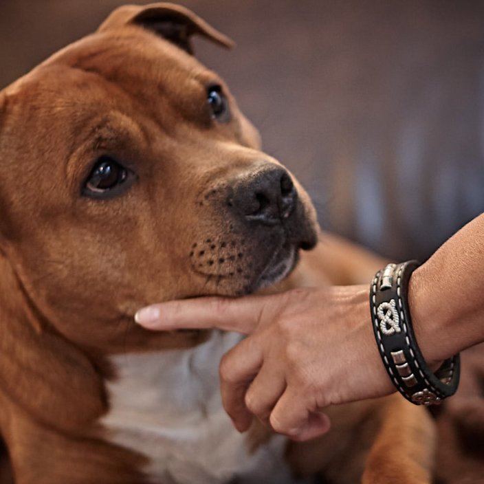 My Staffie Bracelet