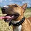 Classic Swarovski Collar
