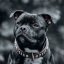 Brotherhood Classic Collar Brotherhood Classic Collar