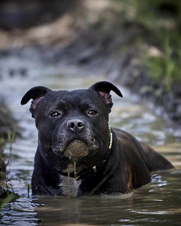Chiens & Chaleur : Ce que tout maître doit savoir en été ?