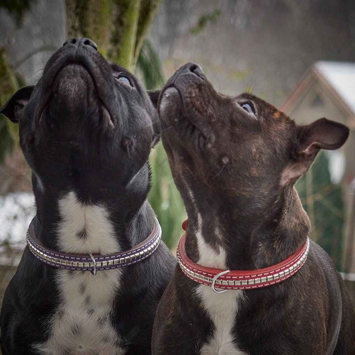 Django  Classic Collar