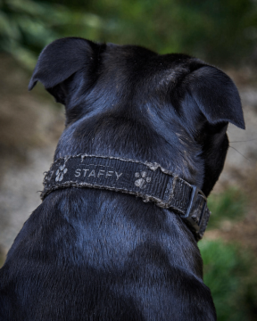 Collier en cuir ou en nylon : qu’est-ce qui tient vraiment le plus longtemps ?