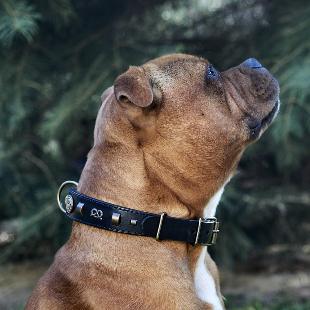 Vintage Paws Slade Czech Retrostyle dog collar.