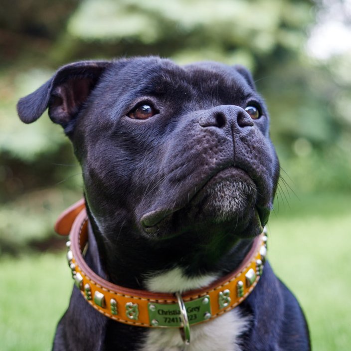 Brotherhood Classic Collar Brotherhood Classic Collar