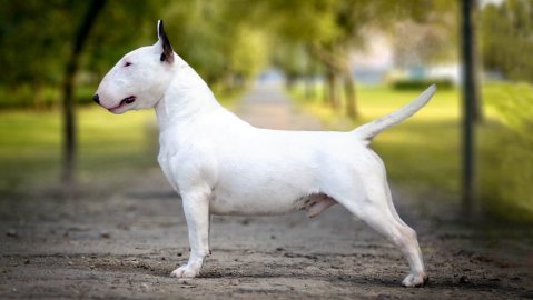 Bull Dog Breeds – Complete Guide to Bull-Type Dogs