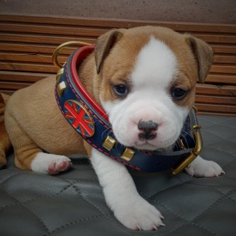 When should your puppy start wearing a collar – and how to pick their first one?