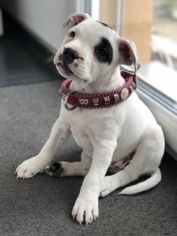 5 reasons for providing your Staffie with a legendary collar
