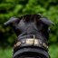 Renegade Classic Collar