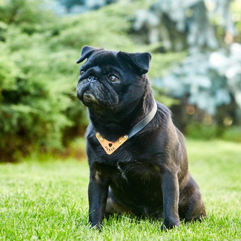 Quand le design rencontre la fonctionnalité – des colliers testés dans la vraie vie