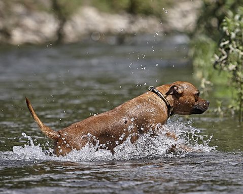 Psi a horko: Co by měl vědět každý pejskař v létě?