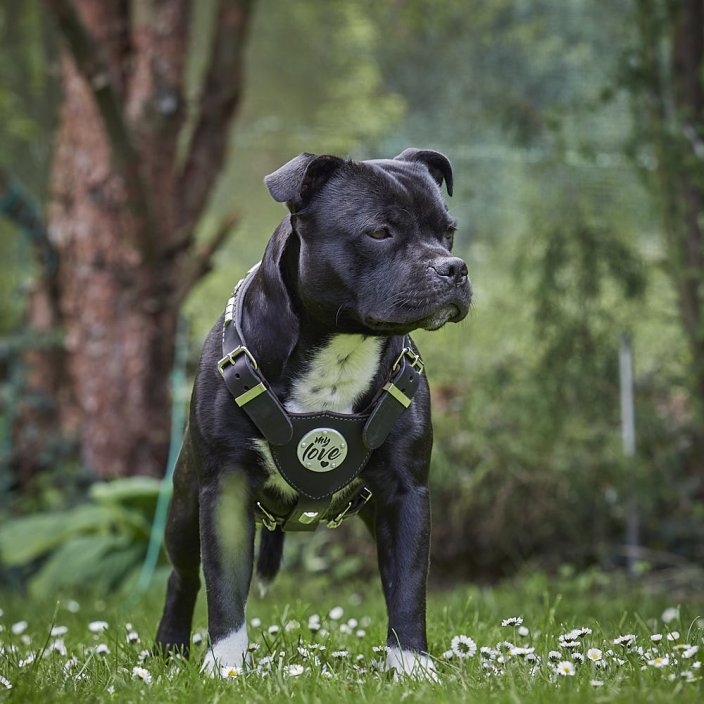 My Hero Harness My Hero Harness