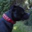 Classic Ghost Tracker Collar
