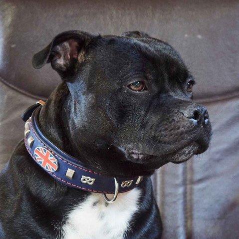 Double-Layer Leather Collar for Strong Staffordshire Bull Terriers