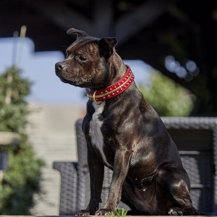 Collier Classique Beefy Bang Bang