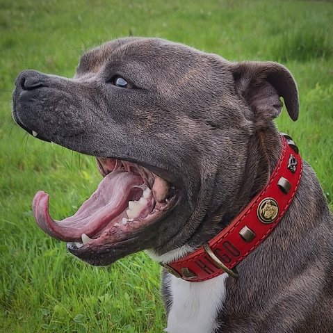 Quelle est la différence entre les colliers pour chiens à poil court et à poil long ?