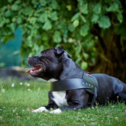 Britannia Leather Dog Harness