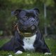 Comment choisir un collier pour staffie stylé, solide et confort?