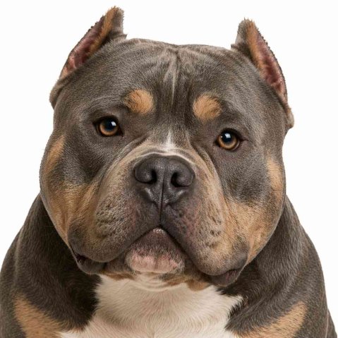 American Bully