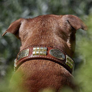 Why Standard Collars Don’t Survive a Staffy Why Standard Collars Don’t Survive a Staffy