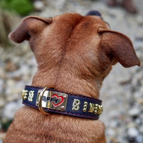 How Wide Should a Dog Collar Be? The Right Width for Every Dog