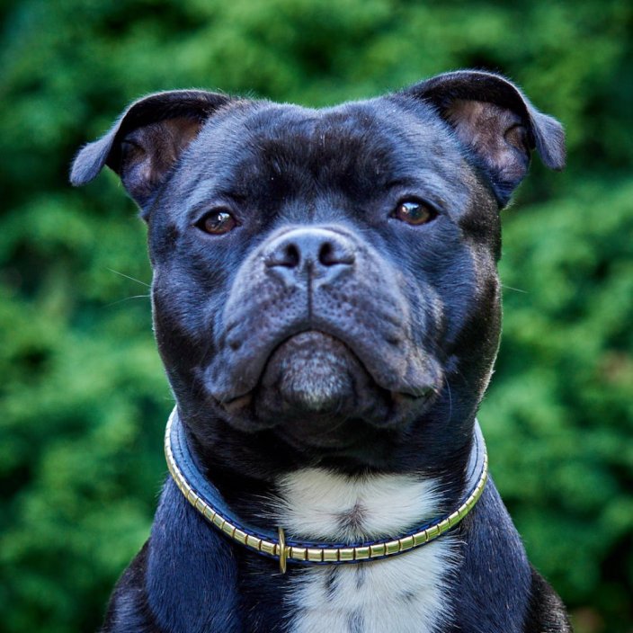 Django Classic Collar Django Classic Collar
