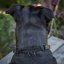 Dazzle Stone Half Check Collar Dazzle Stone Half Check Collar