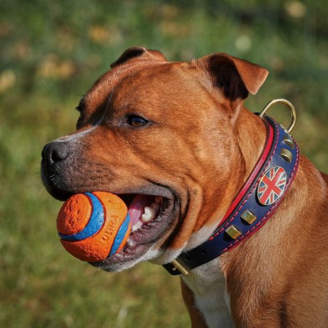 King's Colours collar