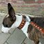 Goliash collar and Bull Terrier