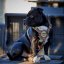 Staffordshire Bull Terrier Harnais Gladiator Staffordshire Bull Terrier Harnais Gladiator
