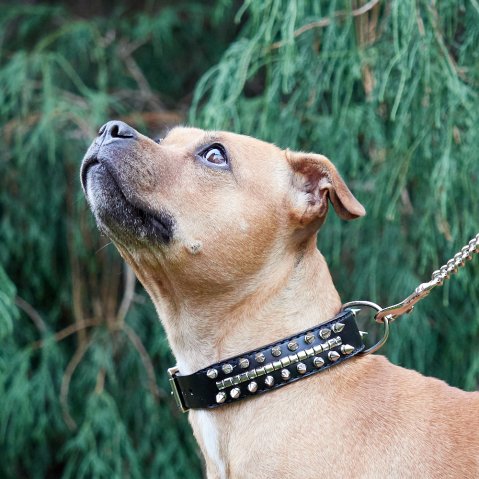 Which collar is best for a dog that pulls?