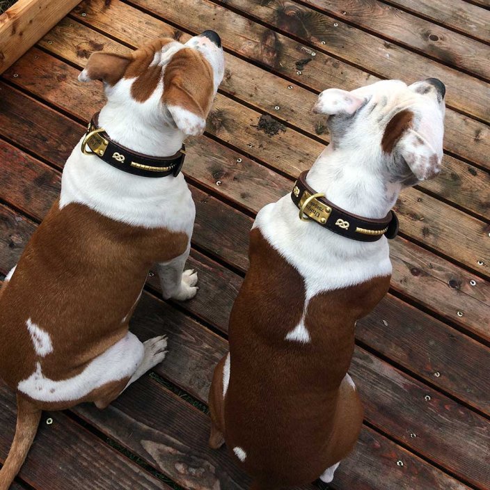 Husbear Classic Collar