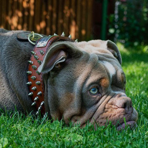 Quelle est la différence entre les colliers pour chiens à poil court et à poil long ?