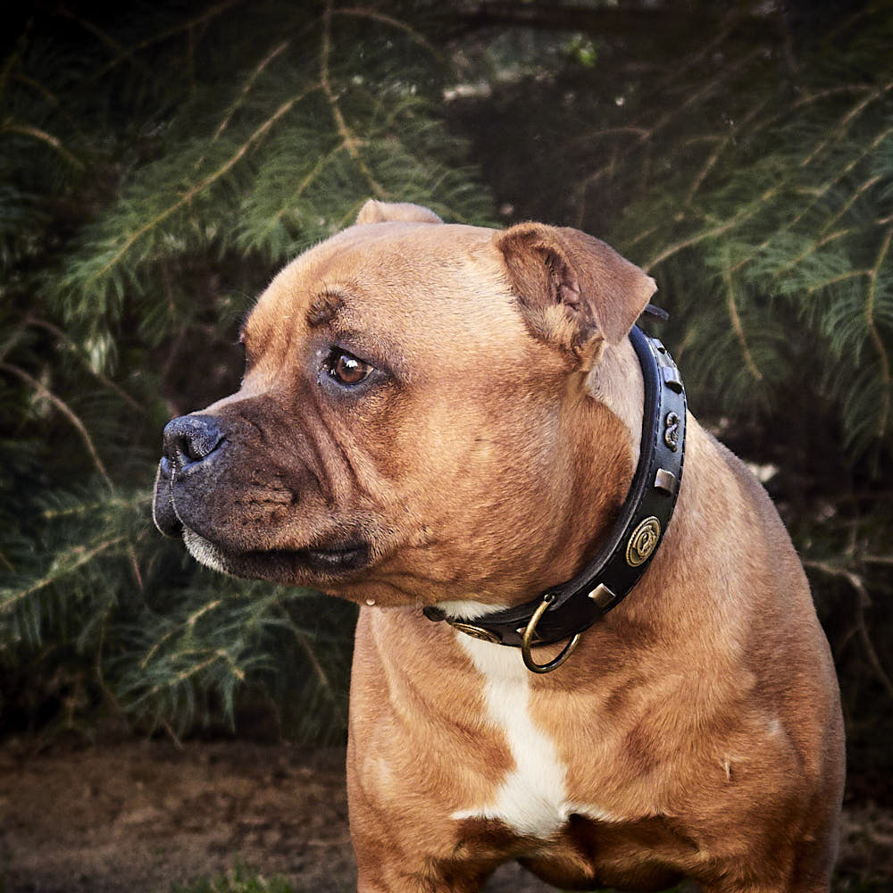 Vintage Paws Slade Czech Retrostyle dog collar.