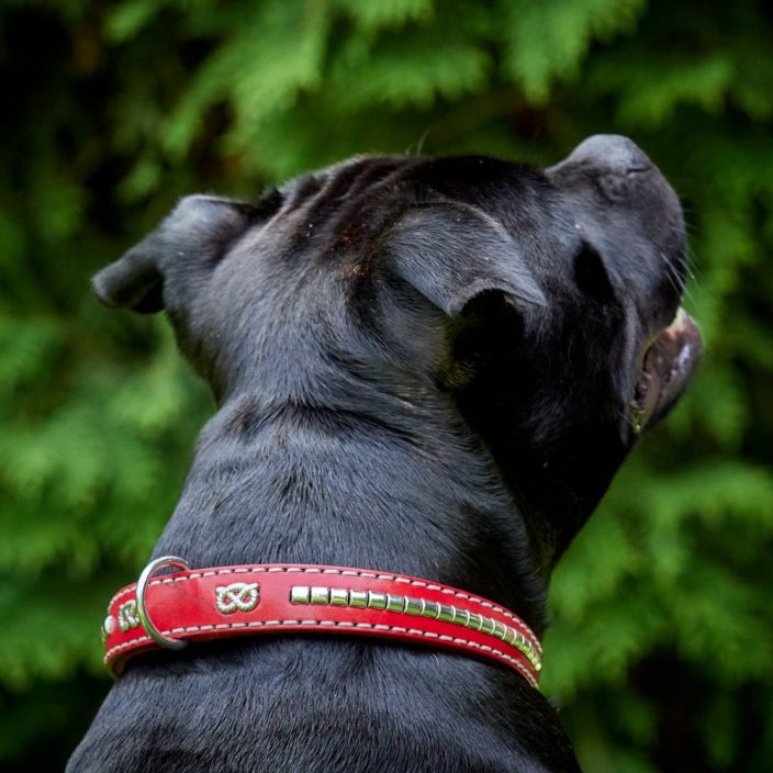 Hot Shot Classic Collar