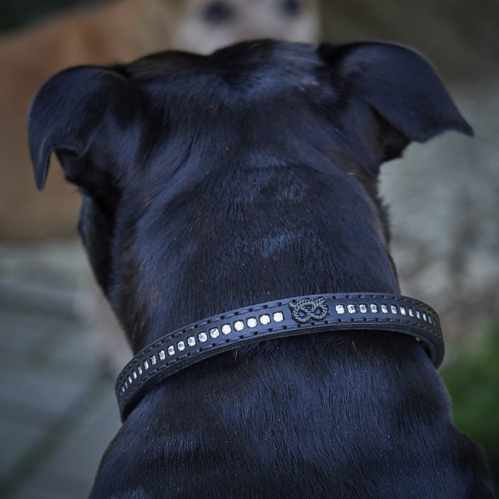 Dazzle Stone Half Check Collar Dazzle Stone Half Check Collar