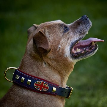 For Dogs For Dogs