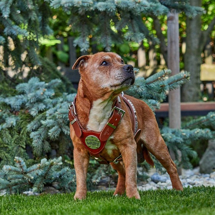 My Hero Harness My Hero Harness