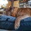 Bandit Classic Collar Bandit Classic Collar