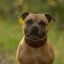 Jolly Jumper Collar Jolly Jumper Collar