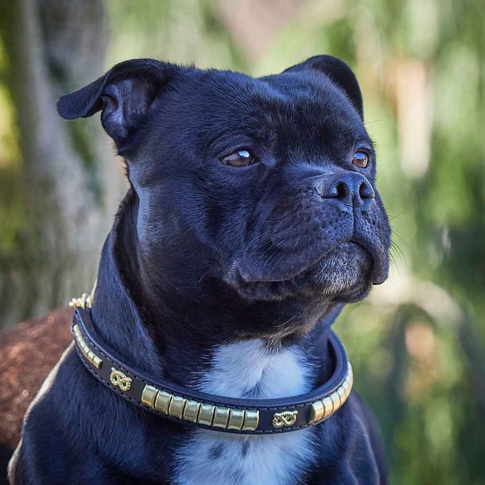 Craze Half Check Collar Craze Half Check Collar