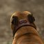 Jolly Jumper Collar Jolly Jumper Collar
