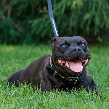 Quand le design rencontre la fonctionnalité – des colliers testés dans la vraie vie