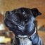 Shiny Alpha Classic Collar