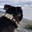 Two Heads Classic Collar Two Heads Classic Collar