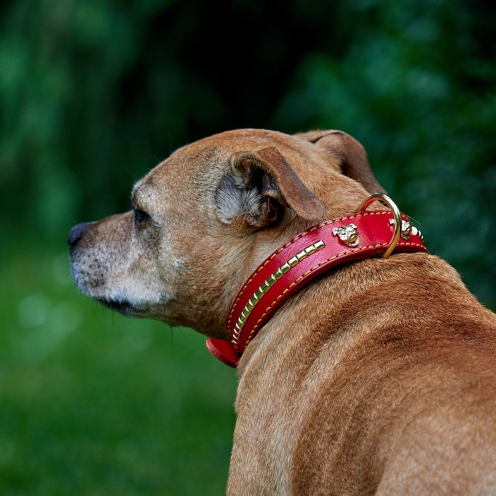 Explorer Classic Collar Explorer Classic Collar