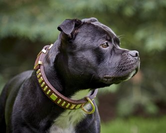 Nos Champions | De vrais chiens, de vraies histoires Slade Czech Nos Champions | De vrais chiens, de vraies histoires Slade Czech