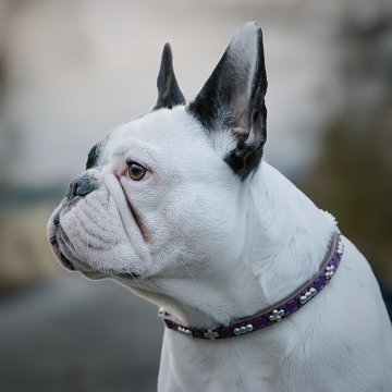 How Wide Should a Dog Collar Be? The Right Width for Every Dog