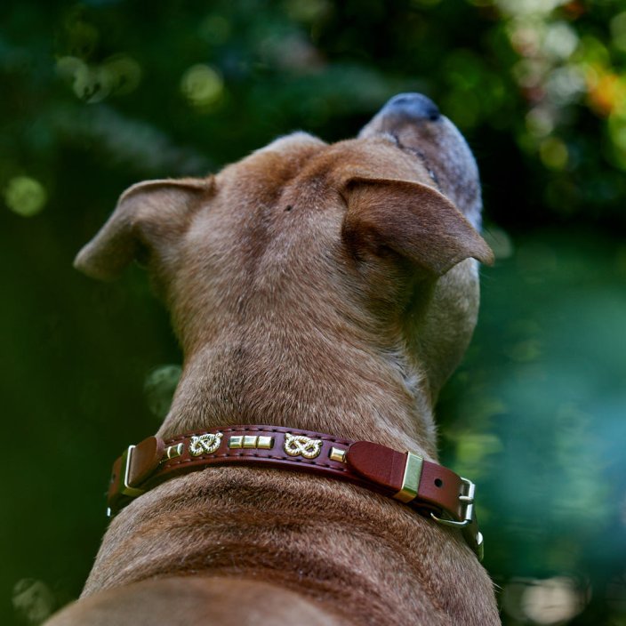 Butcho Half Check Collar Butcho Half Check Collar