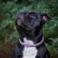 Kaytech  Hot Shot Collar
