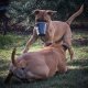 Apprendre de nouveaux tours à un vieux chien : La vérité amusante et les mythes